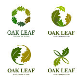 Vector design elements for business. Oak leaf