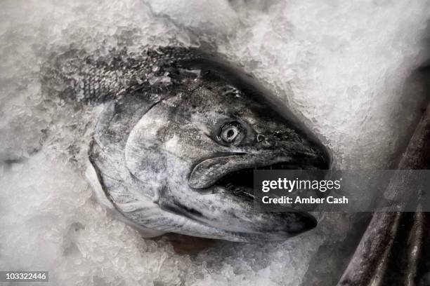 fish head - crushed ice stock pictures, royalty-free photos & images