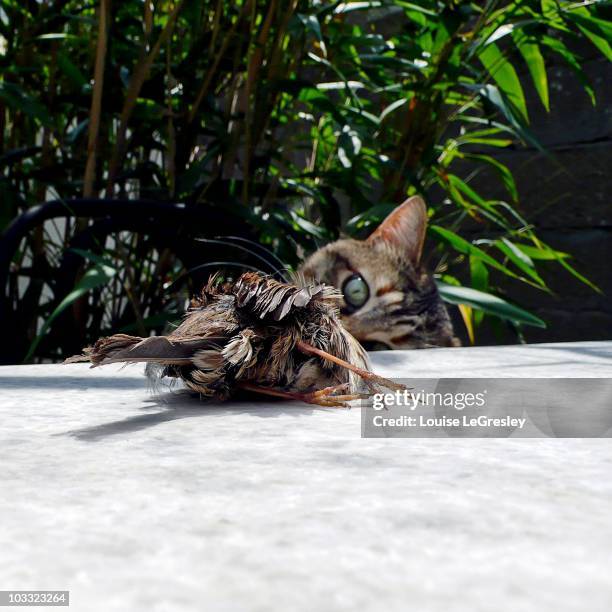 cat kills bird - tiere bei der jagd stock-fotos und bilder