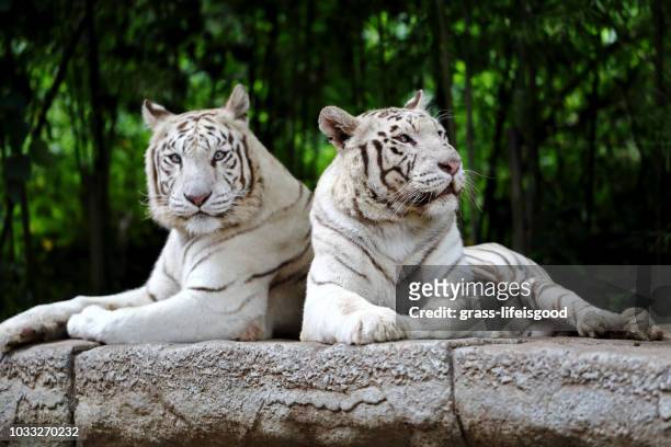 head shot of two white tigers - white tiger stock pictures, royalty-free photos & images
