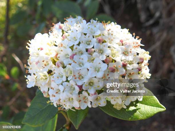 laurustinus viburnum (viburnum tinus) - viburnum stock-fotos und bilder