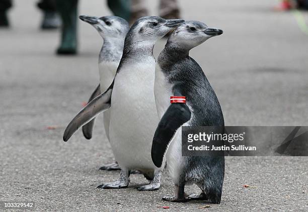 Three Magellanic penguin chicks pause as they walk to their new home on Penguin Island at the San Francisco Zoo August 10, 2010 in San Francisco,...