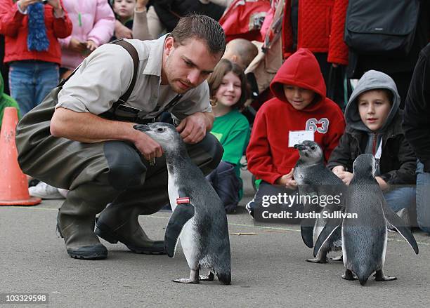 San Francisco Zoo animal keeper Anthony Brown monitors a trio of Magellanic penguin chicks as they walk to their new home on Penguin Island at the...