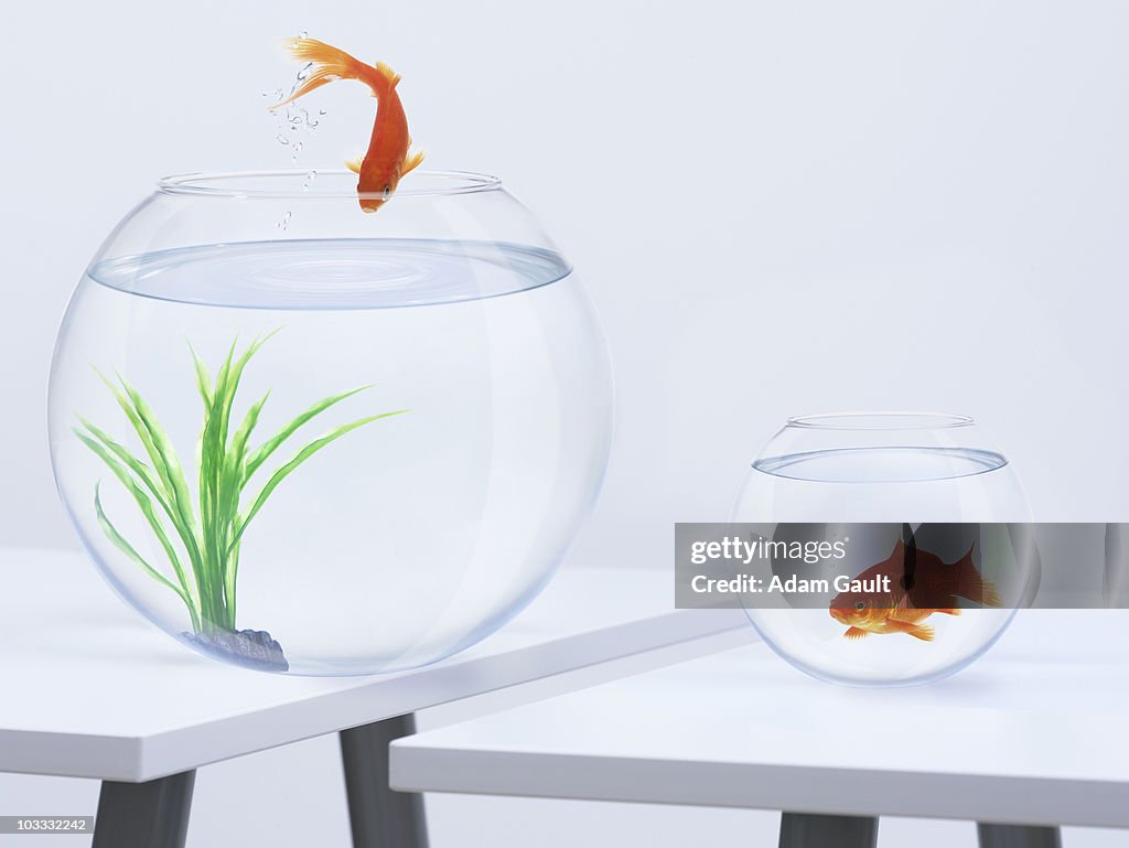 Goldfish in small fishbowl watching goldfish jump into large fishbowl