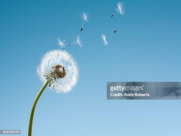 dandelion seeds blowing from stem - löwenzahn stock-fotos und bilder