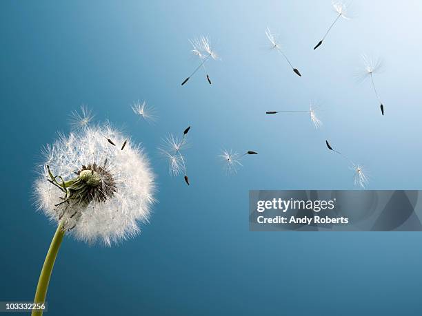 dandelion seeds blowing from stem - freiheit stock-fotos und bilder