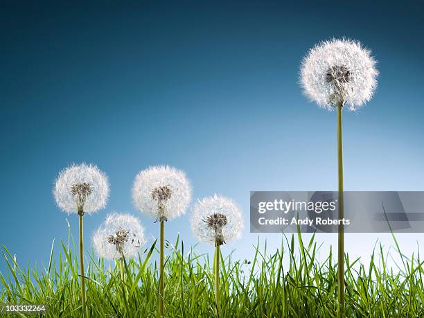 dandelions in grass - standing out from the crowd flower stock pictures, royalty-free photos & images