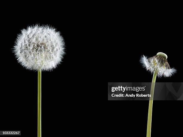 contrast of dandelion with seeds and dandelion without - dandelion isolated stock pictures, royalty-free photos & images