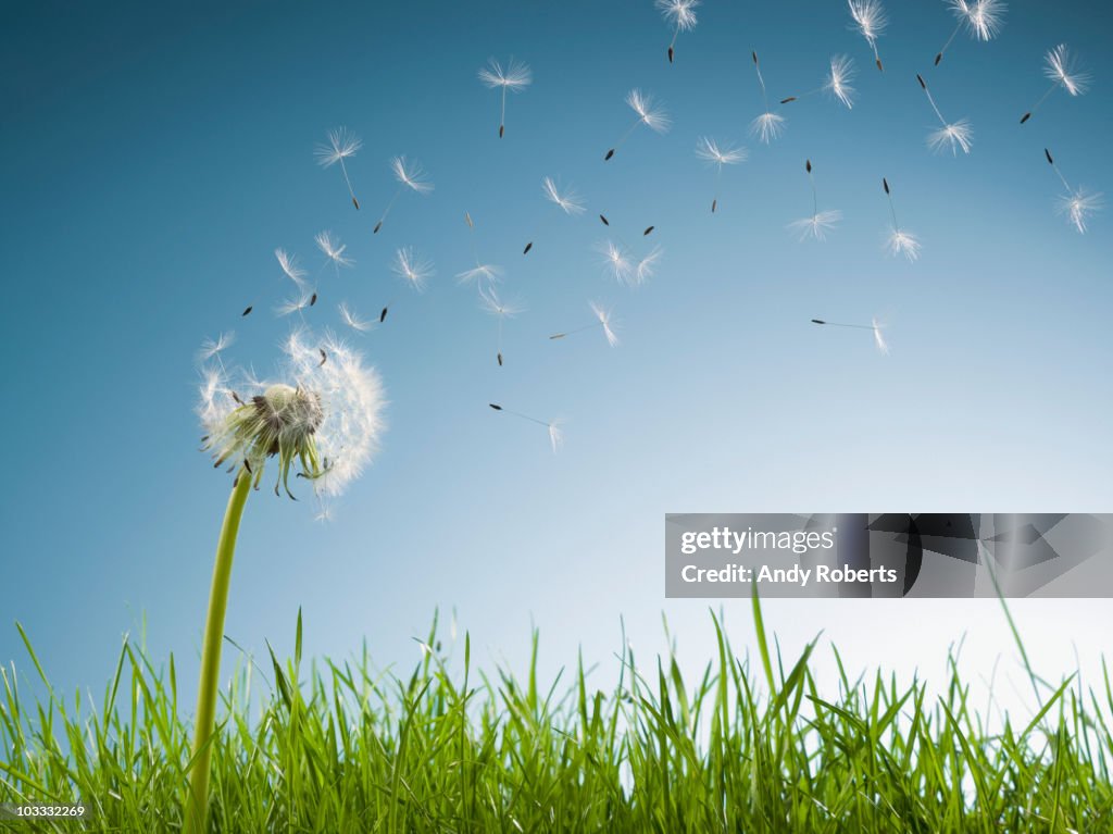 Dandelion seeds blowing from stem