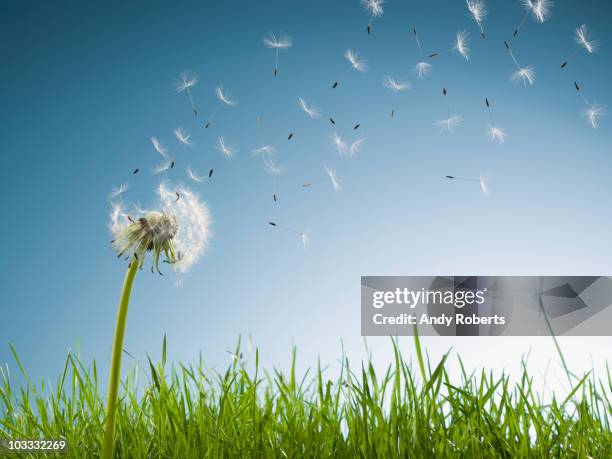 dandelion seeds blowing from stem - dandelion stock pictures, royalty-free photos & images