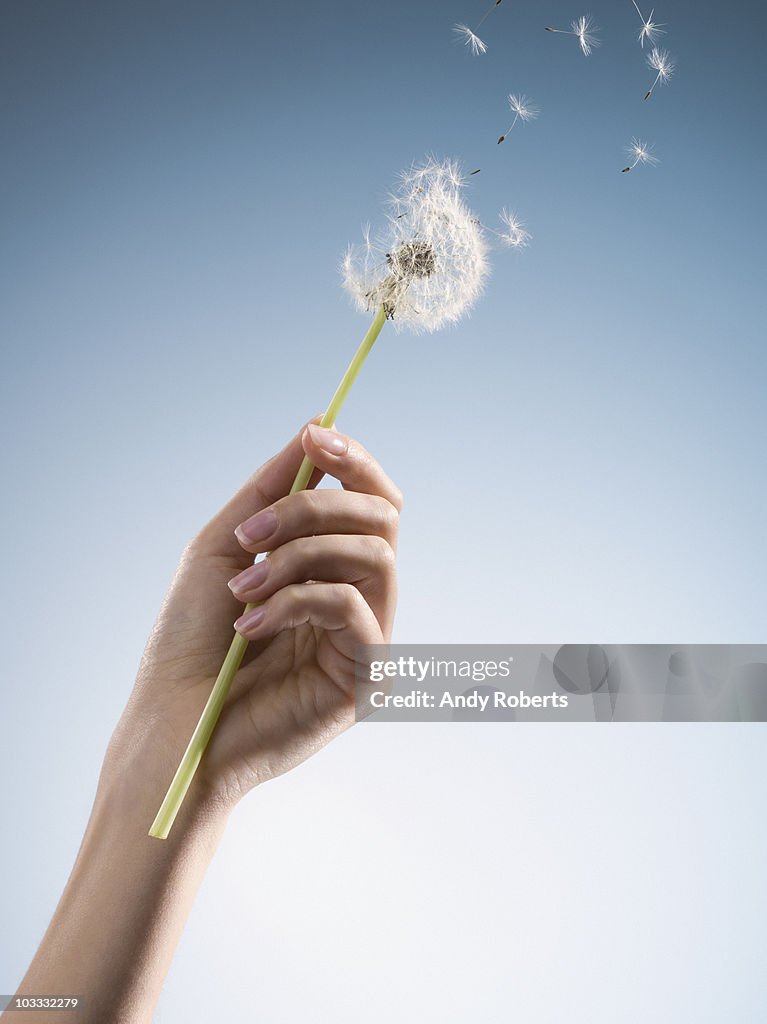 Woman holding dandelion with seeds blowing