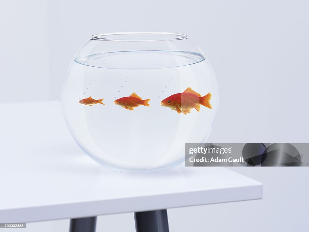 Sequence of large, medium and small goldfish in fishbowl