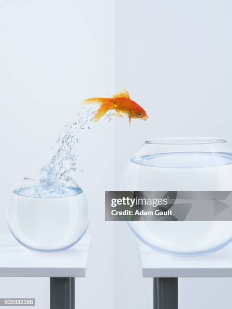 goldfish jumping into bigger fishbowl - animal representation fotografías e imágenes de stock