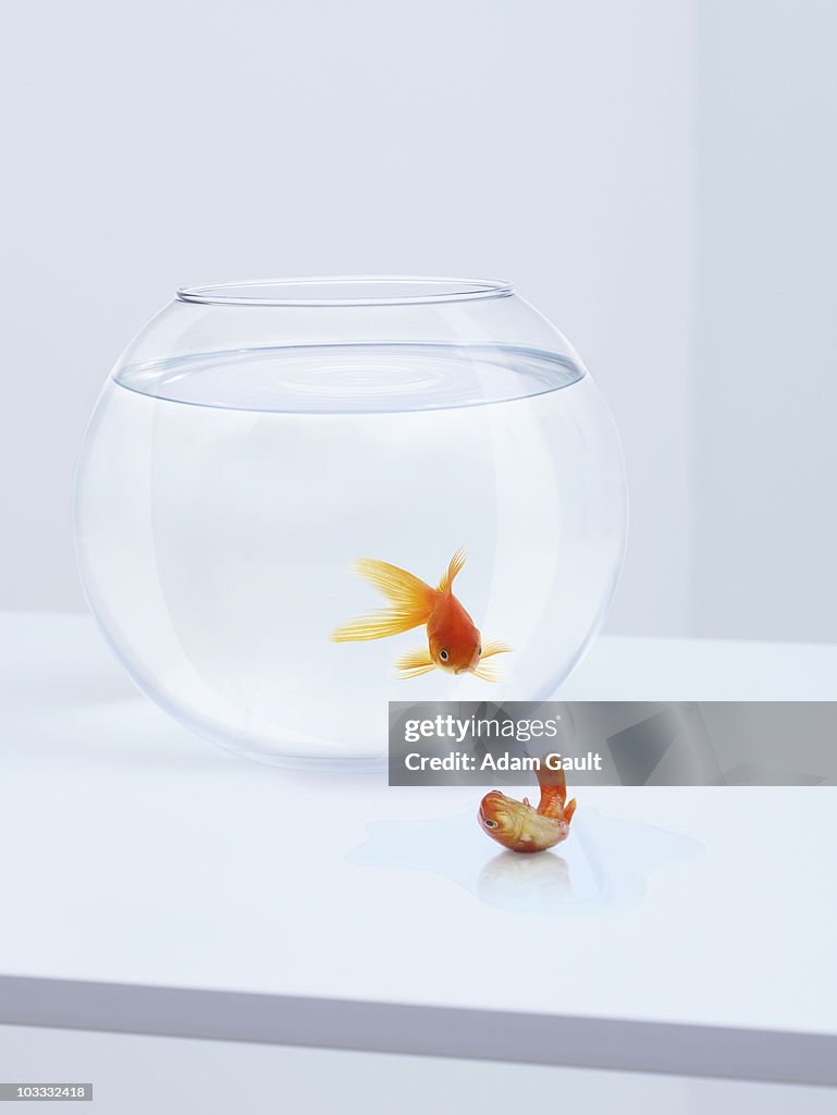 Goldfish in fishbowl watching goldfish flopping outside fishbowl