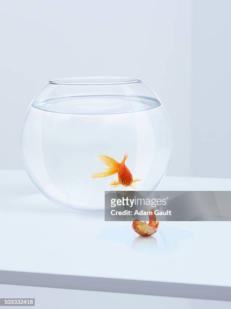 goldfish in fishbowl watching goldfish flopping outside fishbowl - 逃げる ストックフォトと画像