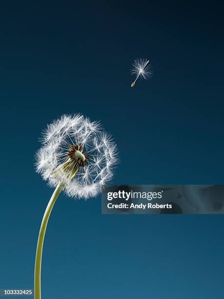 seed blowing from dandelion - löwenzahn samen stock-fotos und bilder