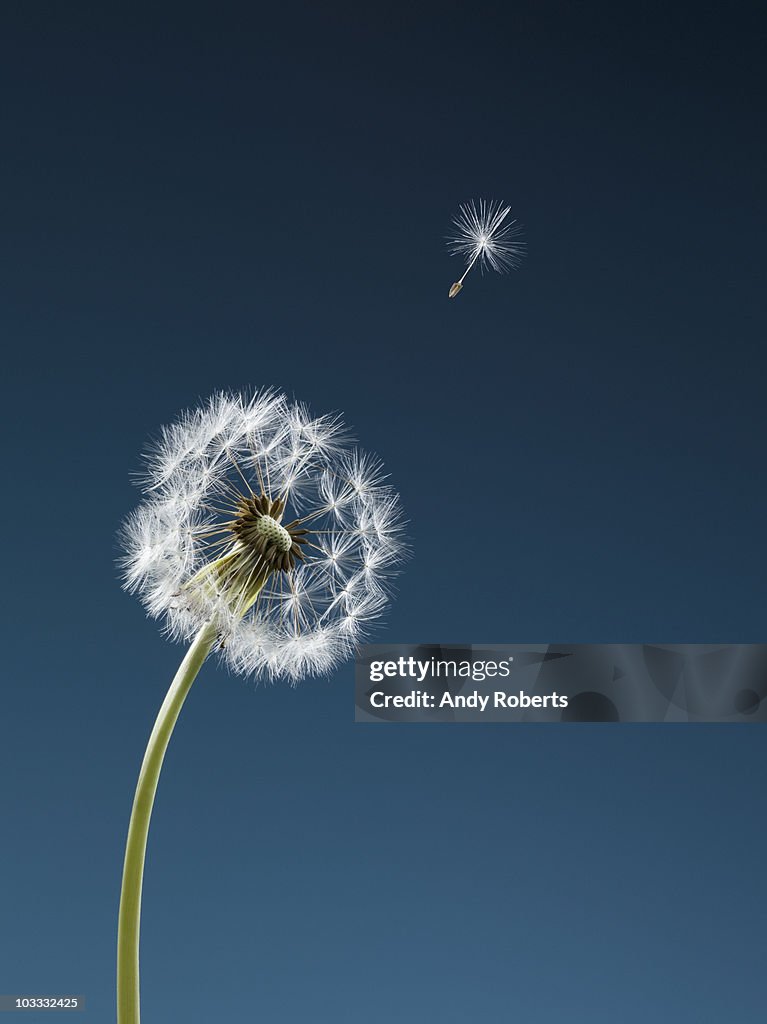 Seed blowing from dandelion