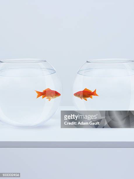goldfish in separate fishbowls looking face to face - cerca de fotografías e imágenes de stock