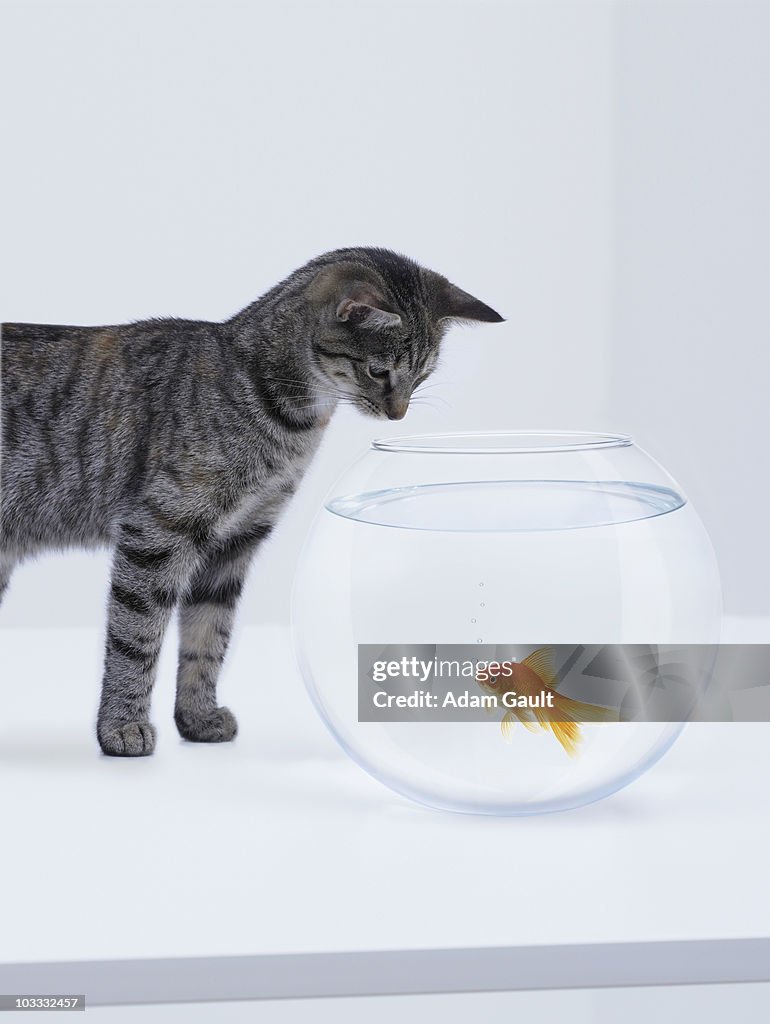 Curious cat watching goldfish in fishbowl