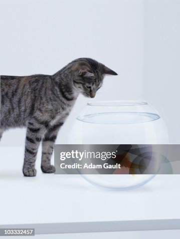 Curious cat watching goldfish in fishbowl Curious cat watching goldfish in fishbowl