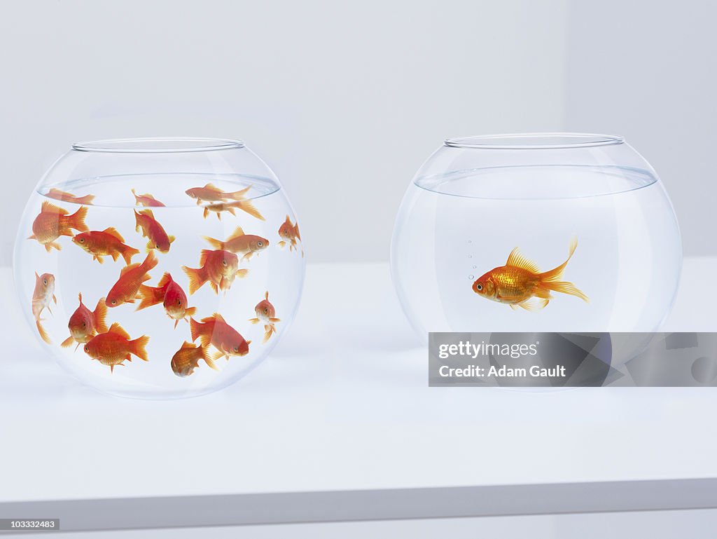 Contrast of  many goldfish in fishbowl and solitary goldfish in opposite fishbowl