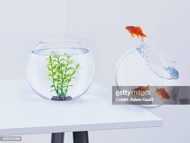 goldfish in falling fishbowl jumping towards fishbowl with plant - fish bowl stock-fotos und bilder