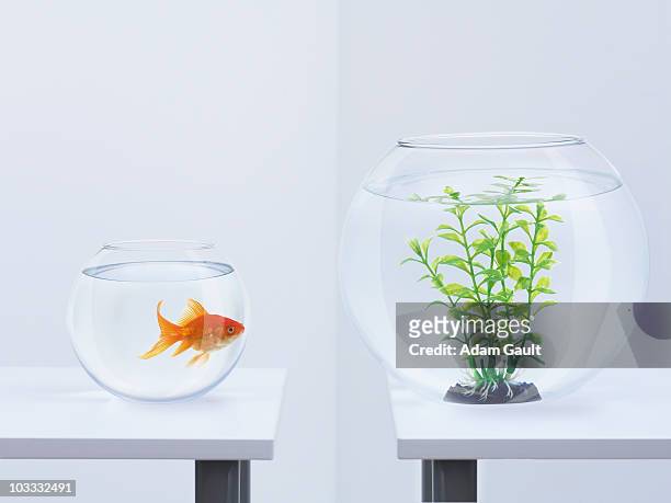 Goldfish in fishbowl looking at plant in opposite fishbowl