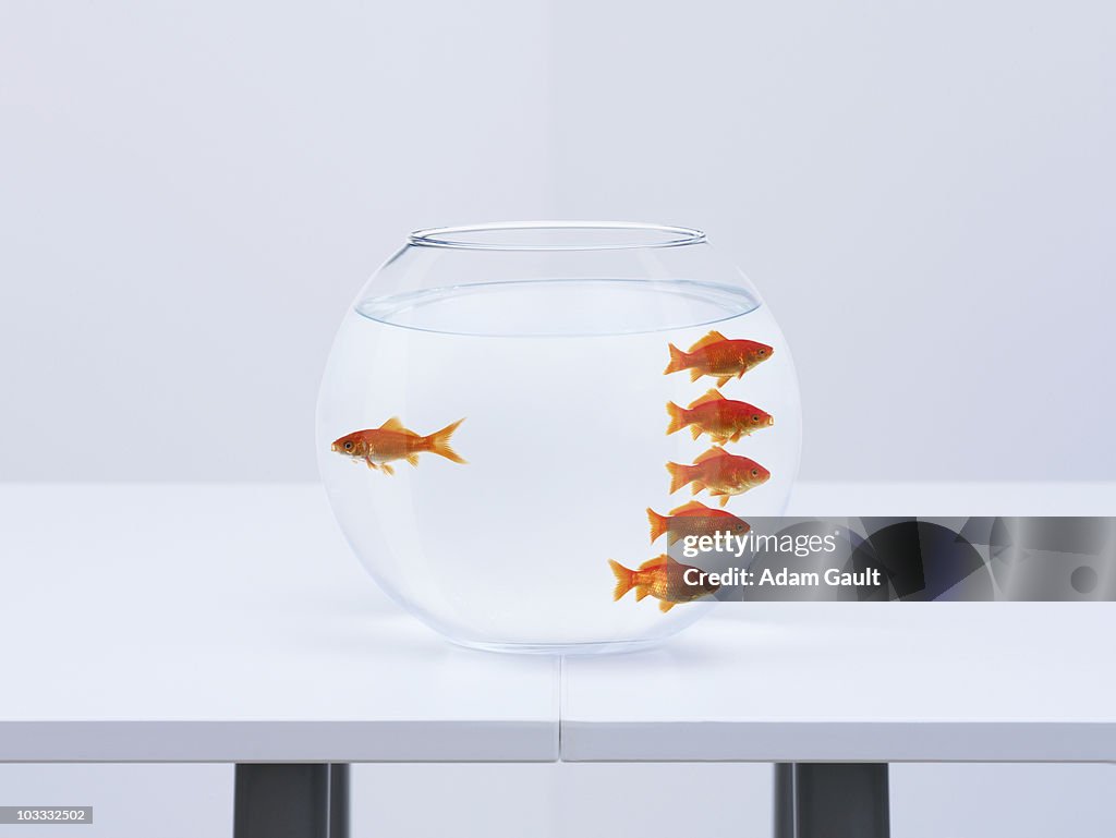 Goldfish separating from crowd in fishbowl