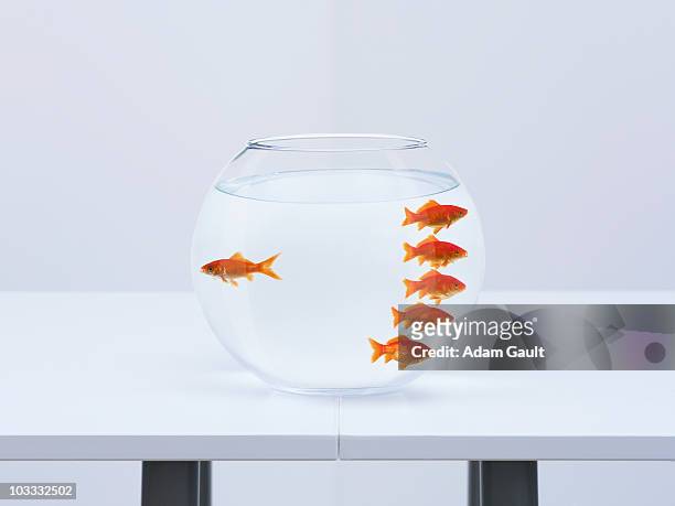 goldfish separating from crowd in fishbowl - exclusion concept stock pictures, royalty-free photos & images