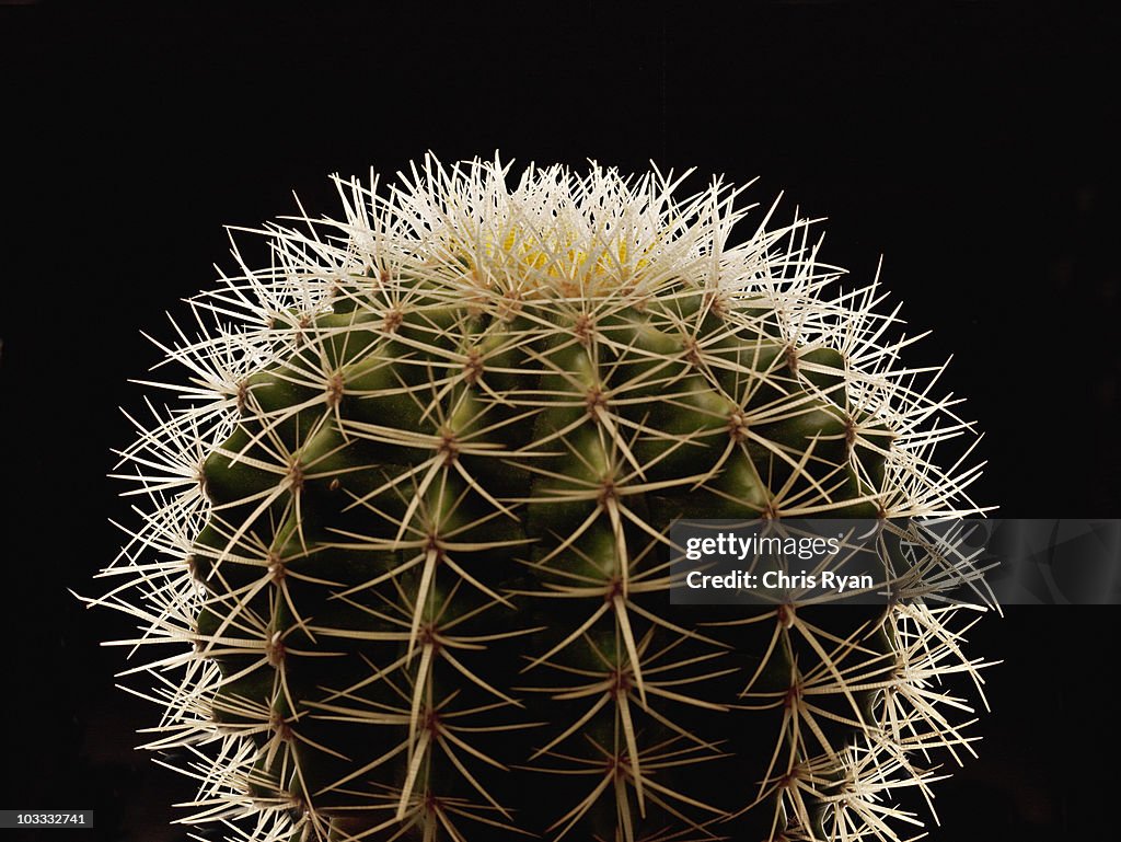 Nahaufnahme von Dornen auf die cactus