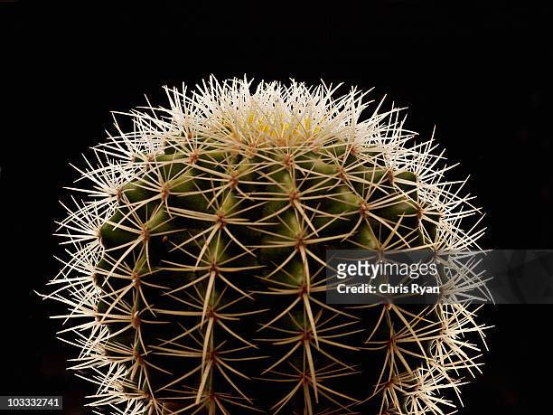 gros plan d'épines sur cactus - pique photos et images de collection