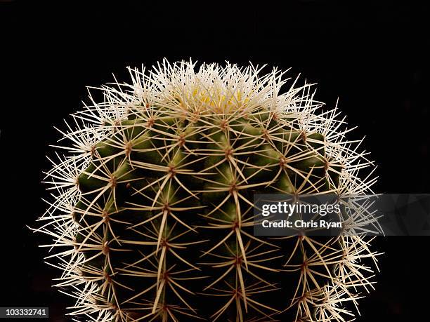 close up of thorns on cactus - sharp stock pictures, royalty-free photos & images