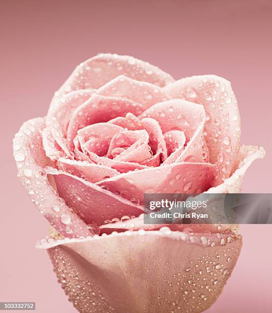 gros plan de gouttelettes de rosée sur pink rose - rose flower photos et images de collection