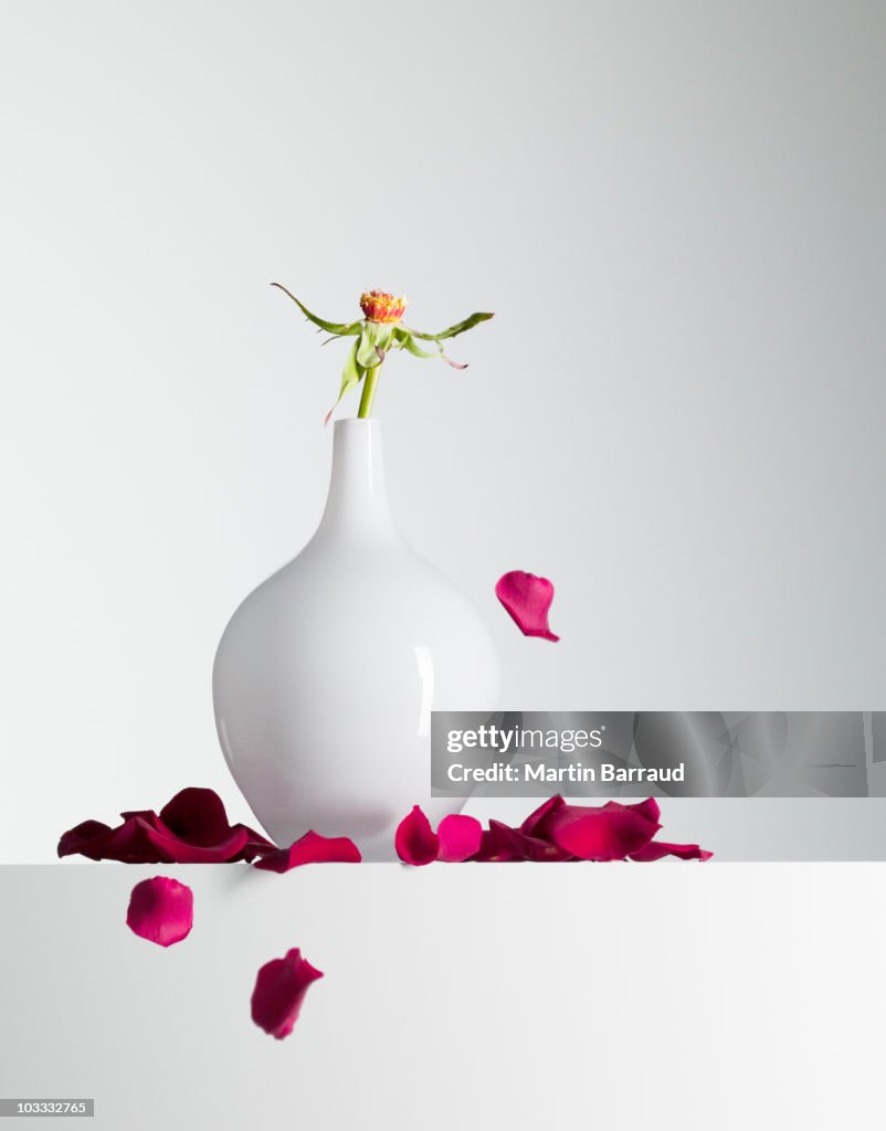 Red flower petals falling from stem in vase