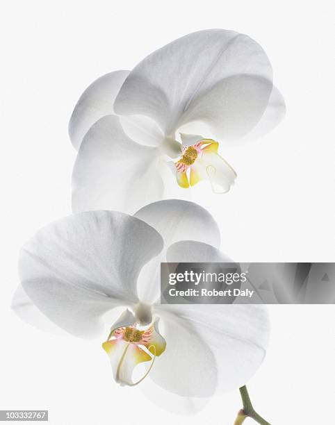 close up of white orchids on stem - orchidee stockfoto's en -beelden