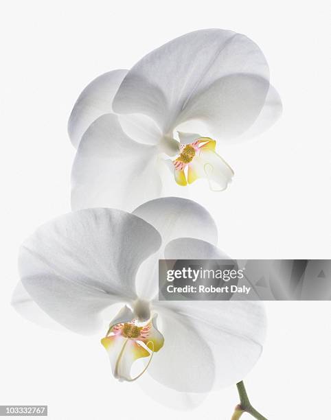 close up of white orchids on stem - orchid flower stockfoto's en -beelden