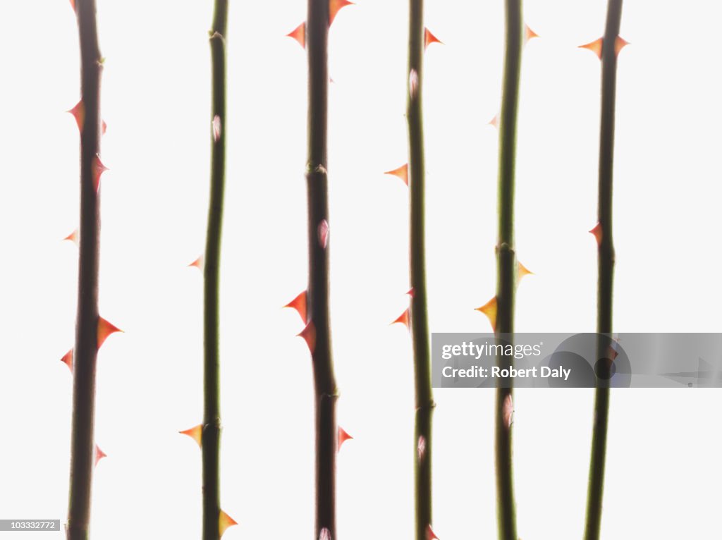 Close up of thorns on rose stems