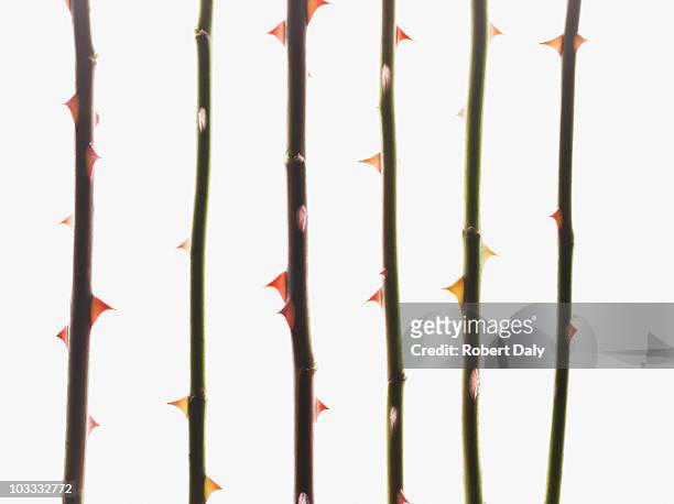 close up of thorns on rose stems - plant stem stock pictures, royalty-free photos & images