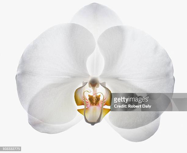 close up of white orchid - anther stockfoto's en -beelden