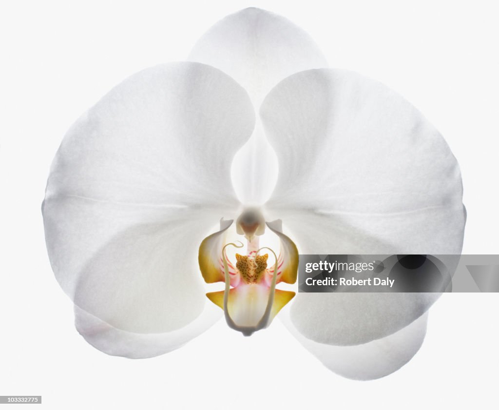 Close-up de orquídea branca