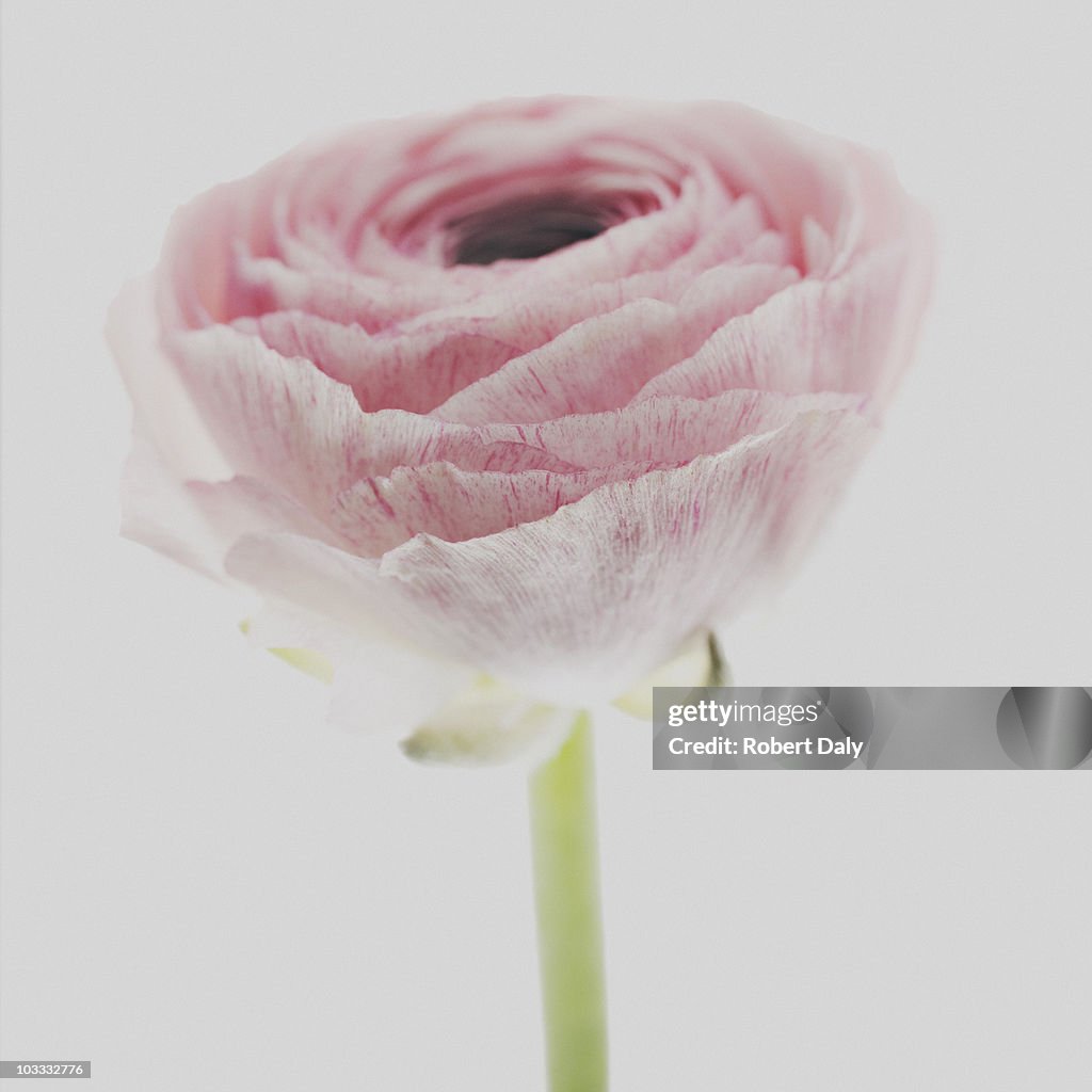 Close up of pink ranunculus