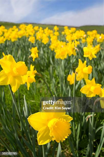 close up of yellow daffodils in field - field of daffodils 個照片及圖片檔