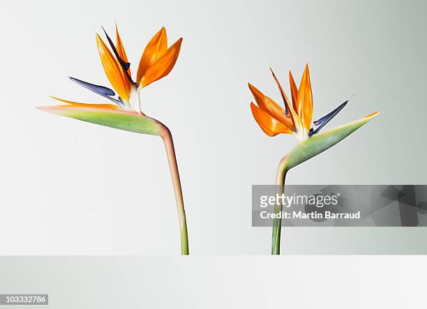two bird of paradise flowers turning away - bird of paradise bird stock pictures, royalty-free photos & images
