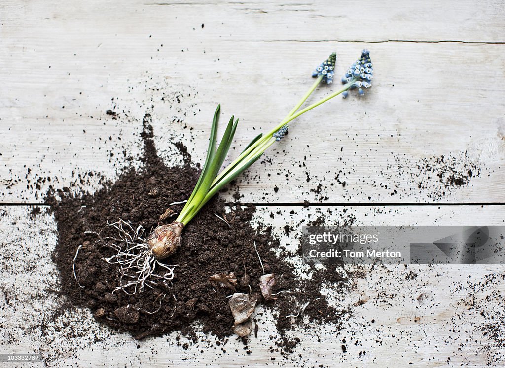 Grape hyacinth plant laying on dirt pile with roots exposed