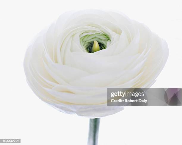 Single White Ranunculus Ranunculus White Photos and Premium High Res Pictures - Getty Images