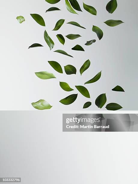 verde lascia cadere - parte della pianta foto e immagini stock