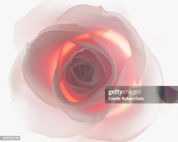 close up of pink rose - petal bildbanksfoton och bilder