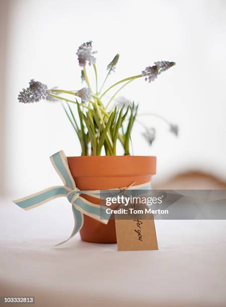 potted grape hyacinth flowers with ribbon and gift tag - britain 2010 to present day stock pictures, royalty-free photos & images