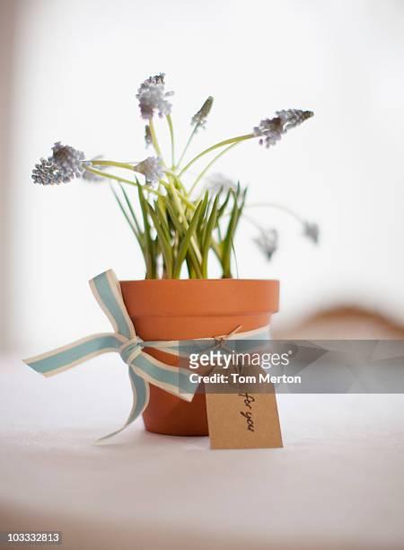 muscari vaso de flores com fita e etiqueta de presente - gift tag imagens e fotografias de stock