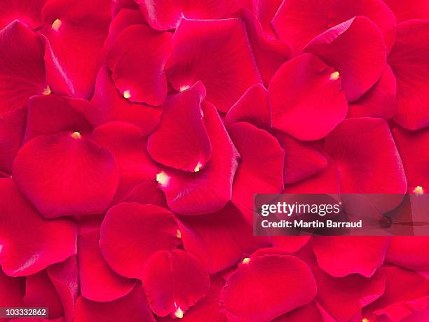 close up of red rose petals - rose petal stock pictures, royalty-free photos & images